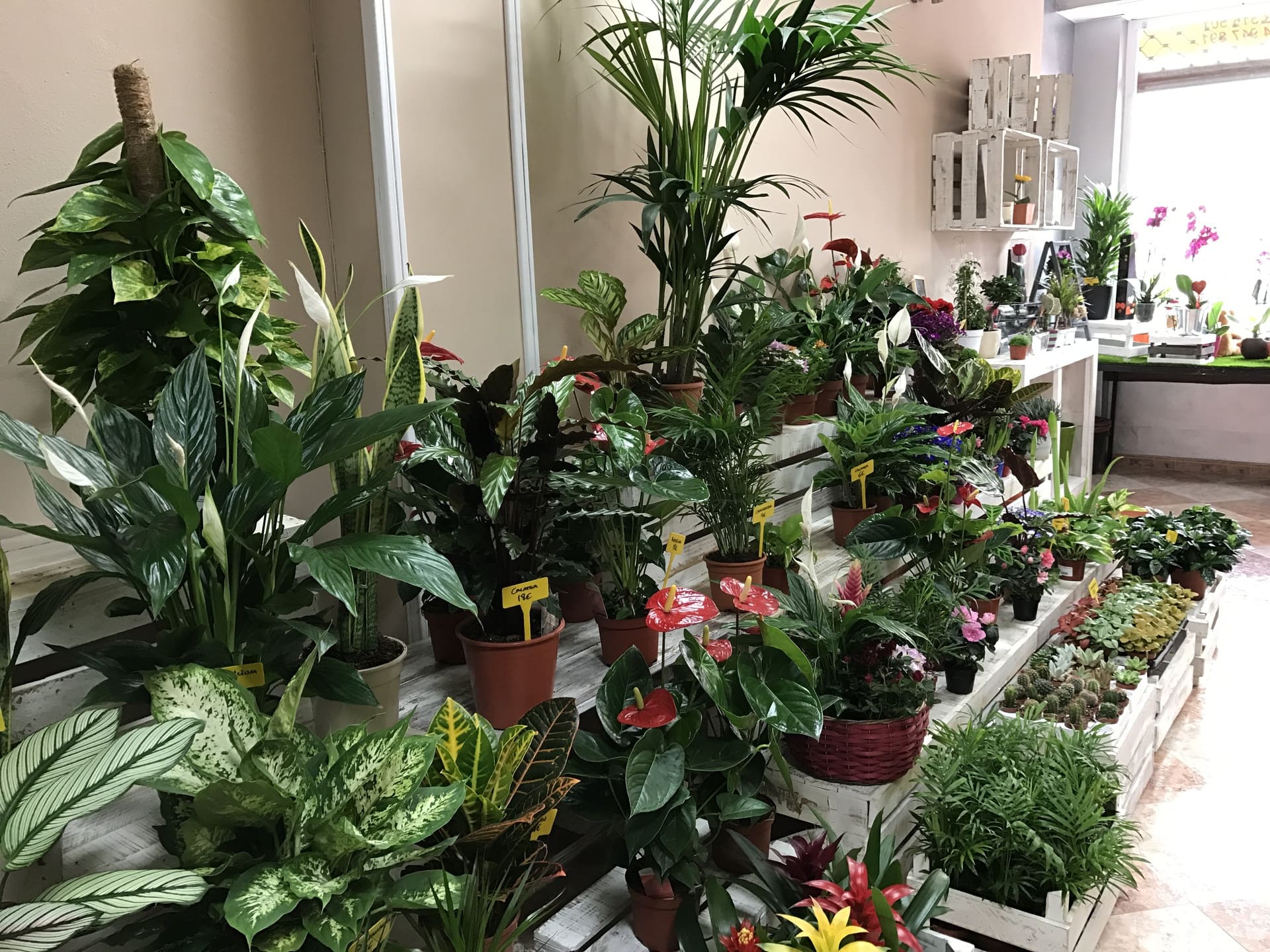 Exposición de plantas de interior en tienda